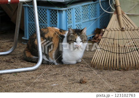 瀬戸内の島の猫 瀬戸内の島の猫 123102763