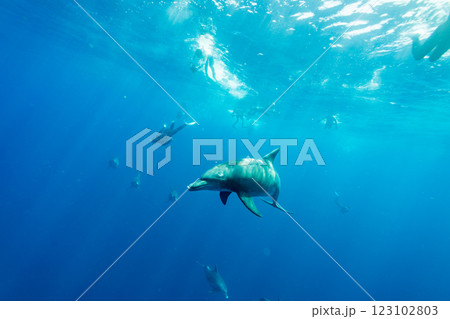 ミナミハンドウイルカ 東京都 小笠原 ミナミハンドウイルカ 東京都 小笠原 123102803