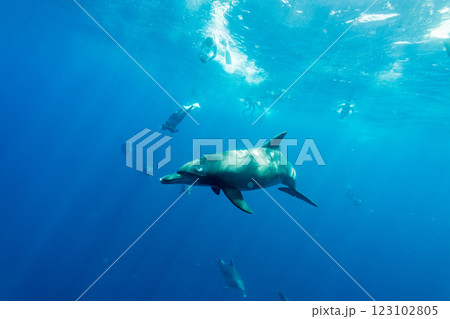 ミナミハンドウイルカ　東京都　小笠原 123102805