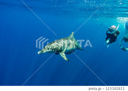 ミナミハンドウイルカ　東京都　小笠原 123102811