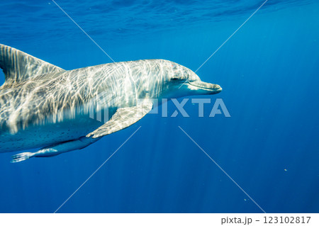 ミナミハンドウイルカ 東京都 小笠原 ミナミハンドウイルカ 東京都 小笠原 123102817