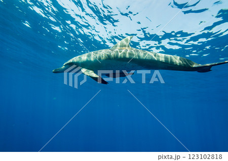 ミナミハンドウイルカ　東京都　小笠原 123102818