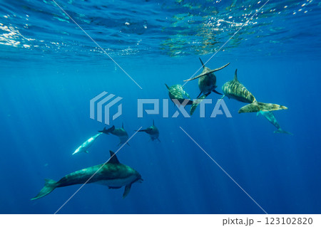 ミナミハンドウイルカ　東京都　小笠原 123102820