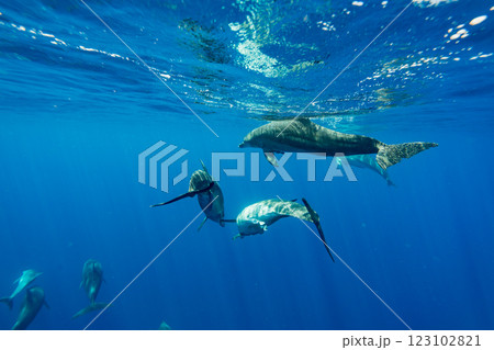 ミナミハンドウイルカ　東京都　小笠原 123102821