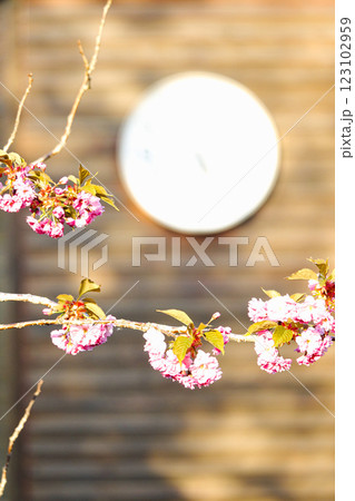 穏やかな春の日に時計を背景に桜のある風景 穏やかな春の日に時計を背景に桜のある風景 123102959