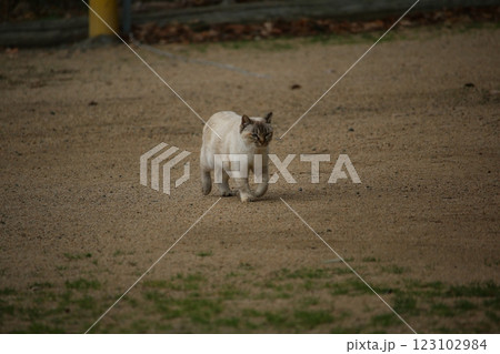 瀬戸内の島の猫 123102984