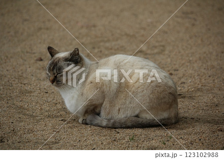 瀬戸内の島の猫 123102988