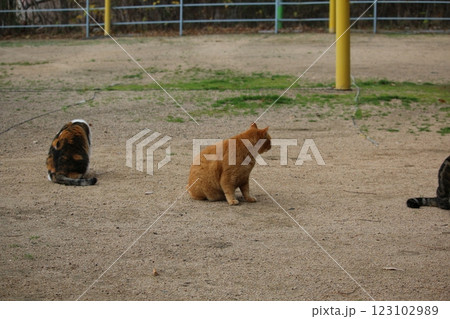 瀬戸内の島の猫 123102989