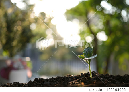 growing pumpkin sprout, backyard home gardening 123103063