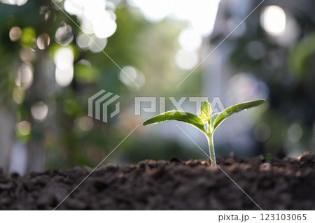 growing pumpkin sprout, backyard home gardening macro closeup 123103065
