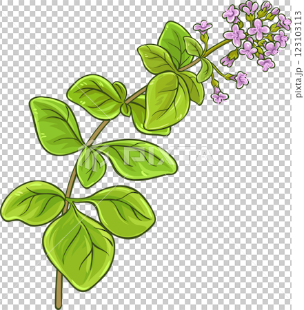 Oregano Branch with Flowers and Leaves Colored Detailed Illustration. Oregano Branch with Flowers and Leaves Colored Detailed Illustration. 123103113