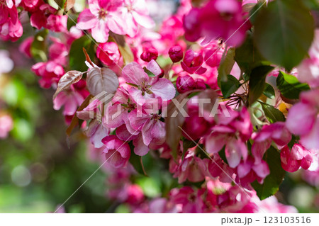 decorative apple tree in bloom, spring day decorative apple tree in bloom, spring day 123103516