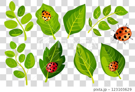 Colorful vector illustration of fresh green leaves with playful ladybugs on a transparent background Colorful vector illustration of fresh green leaves with playful ladybugs on a transparent background 123103629