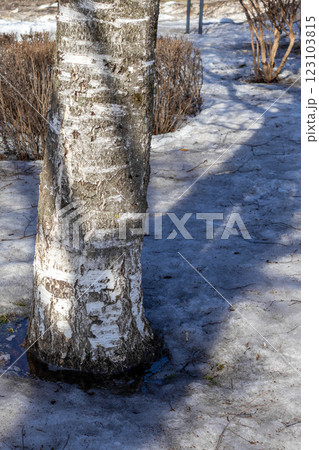 Trunk of birch tree and snow melting under March sun. The beginning of spring. Close-up Trunk of birch tree and snow melting under March sun. The beginning of spring. Close-up 123103815
