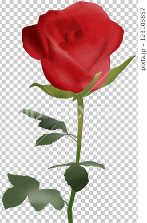Red rose 123103857