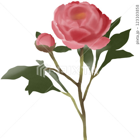 pink rose isolated on white background pink rose isolated on white background 123103858
