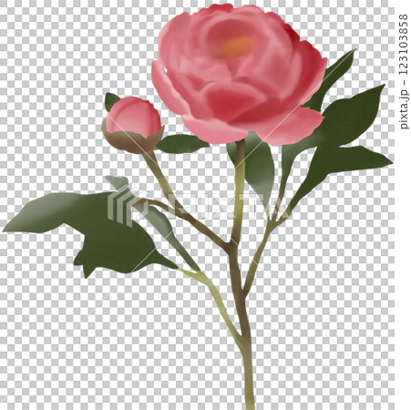 pink rose isolated on white background 123103858