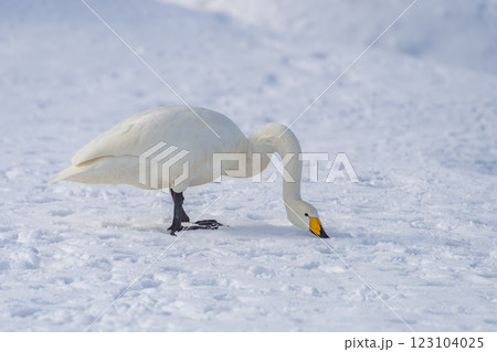 雪上で餌を探す白鳥。青森、合浦公園 123104025