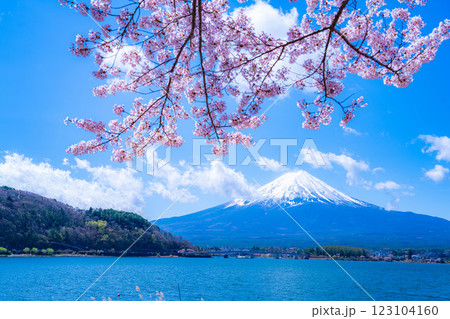 【桜と富士山】桜が満開の河口湖北岸から見た富士山【山梨県】 【桜と富士山】桜が満開の河口湖北岸から見た富士山【山梨県】 123104160