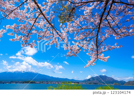 【桜と富士山】桜が満開の河口湖北岸から見た富士山【山梨県】 123104174