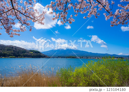 【桜と富士山】桜が満開の河口湖北岸から見た富士山【山梨県】 【桜と富士山】桜が満開の河口湖北岸から見た富士山【山梨県】 123104180