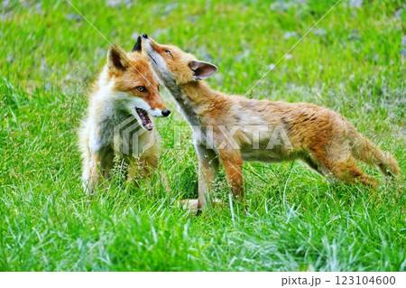 キタキツネ 123104600