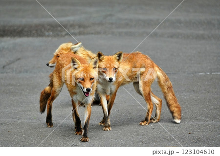 キタキツネ キタキツネ 123104610