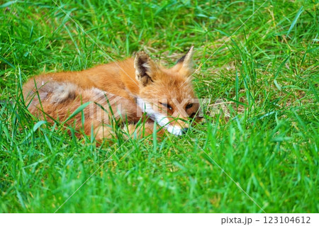 キタキツネ 123104612