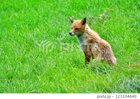 キタキツネ キタキツネ 123104640