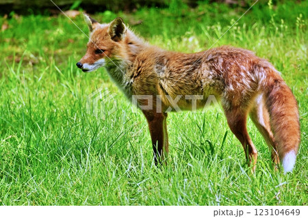 キタキツネ キタキツネ 123104649