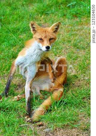 キタキツネ キタキツネ 123104650