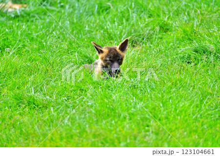 キタキツネ 123104661