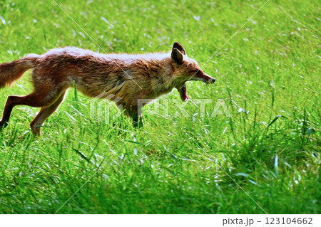 キタキツネ キタキツネ 123104662