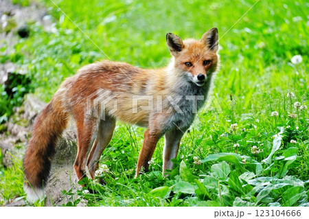 キタキツネ 123104666
