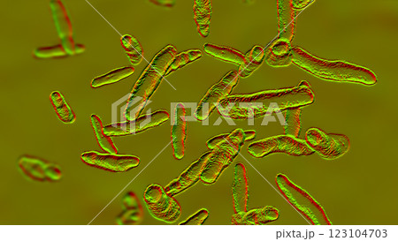 Bilophila wadsworthia bacteria 123104703