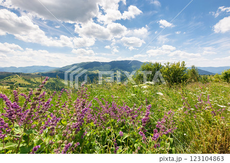 countryside scenery with meadow. green environment. sunny day. carpathian mountain landscape in summer. herbs and flowers among the grass. outoor nature background 123104863