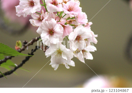 大阪造幣局の桜の通り抜けと八重桜（法明寺）のひと房 123104867