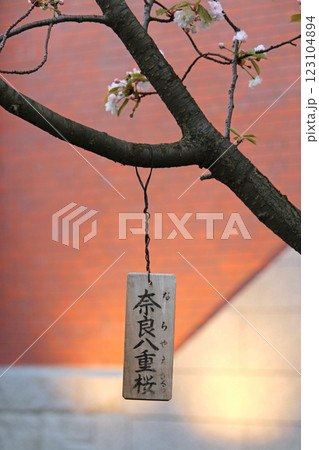 大阪造幣局の桜の通り抜けと八重桜(奈良八重桜)の木札 大阪造幣局の桜の通り抜けと八重桜(奈良八重桜)の木札 123104894