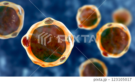 Blastocystis hominis parasite, 3D illustration. The causative agent of diarrheal infections in humans 123105017