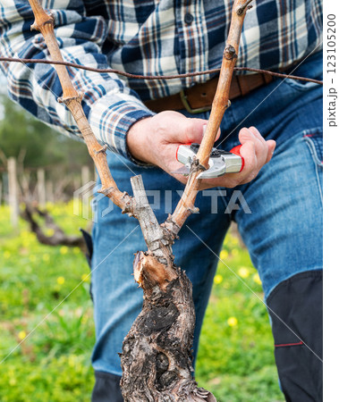 Farmer pruning the vine in winter. Agriculture. Farmer pruning the vine in winter. Agriculture. 123105200