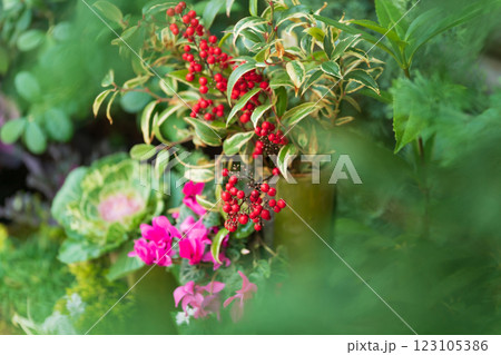 万両・正月飾り イメージ 万両・正月飾り イメージ 123105386