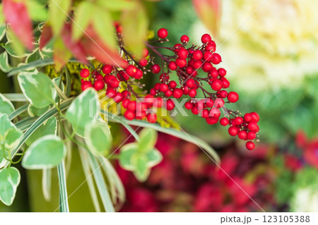 万両・正月飾り イメージ 万両・正月飾り イメージ 123105388