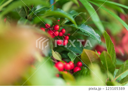 万両・正月飾り イメージ 123105389