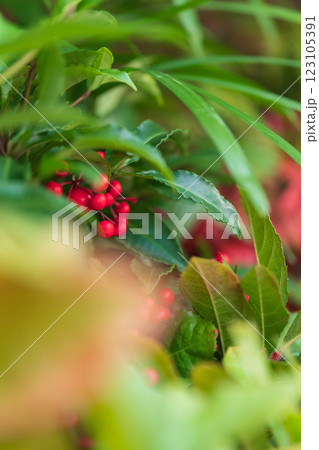 万両・正月飾り イメージ 123105391