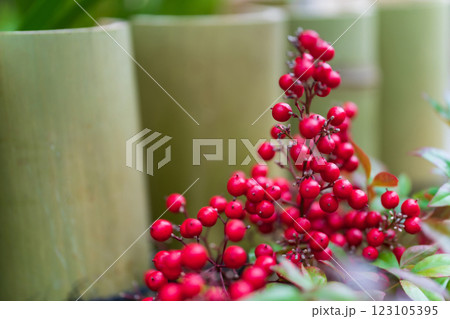 万両・正月飾り イメージ 123105395