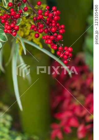 万両・正月飾り イメージ 123105400