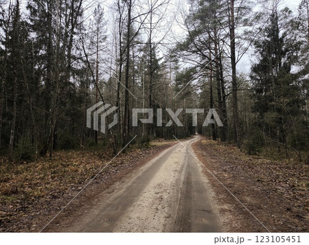 A cold autumn evening forest with a road in the middle. Peaceful rural landscape. Dramatic landscape road in the forest. 123105451