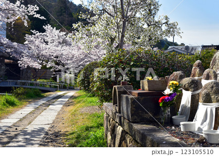 京都　哲学の道の春 123105510