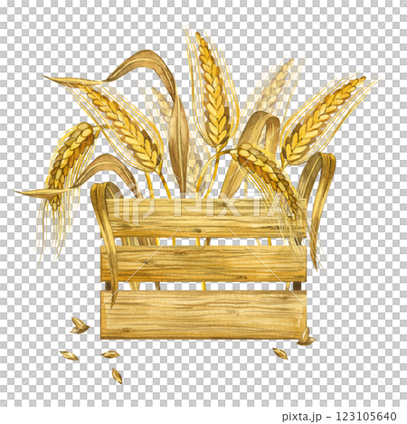Ripe ears of wheat and rye, wheat grains arranged in a wooden storage box, all objects are hand drawn and isolated on a white background. Watercolor composition. For product packaging design. Ripe ears of wheat and rye, wheat grains arranged in a wooden storage box, all objects are hand drawn and isolated on a white background. Watercolor composition. For product packaging design. 123105640