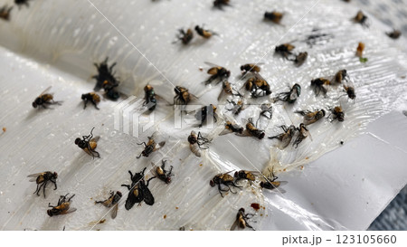 A large number of flies trapped on a sticky paper trap. a concerning hygiene issue 123105660
